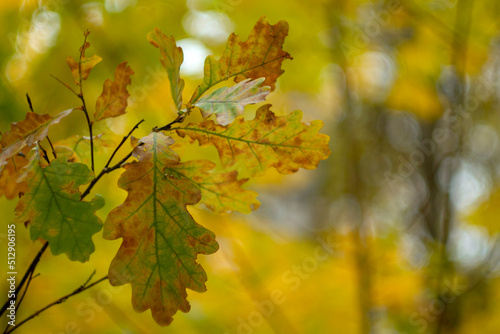 Colorful autumn foliage of an oak tree close up. Leaf fall, October.