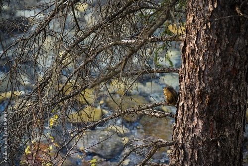 자연속 나무에 앉아 있는 다람쥐, Squirrel Sitting in a Tree in Nature
