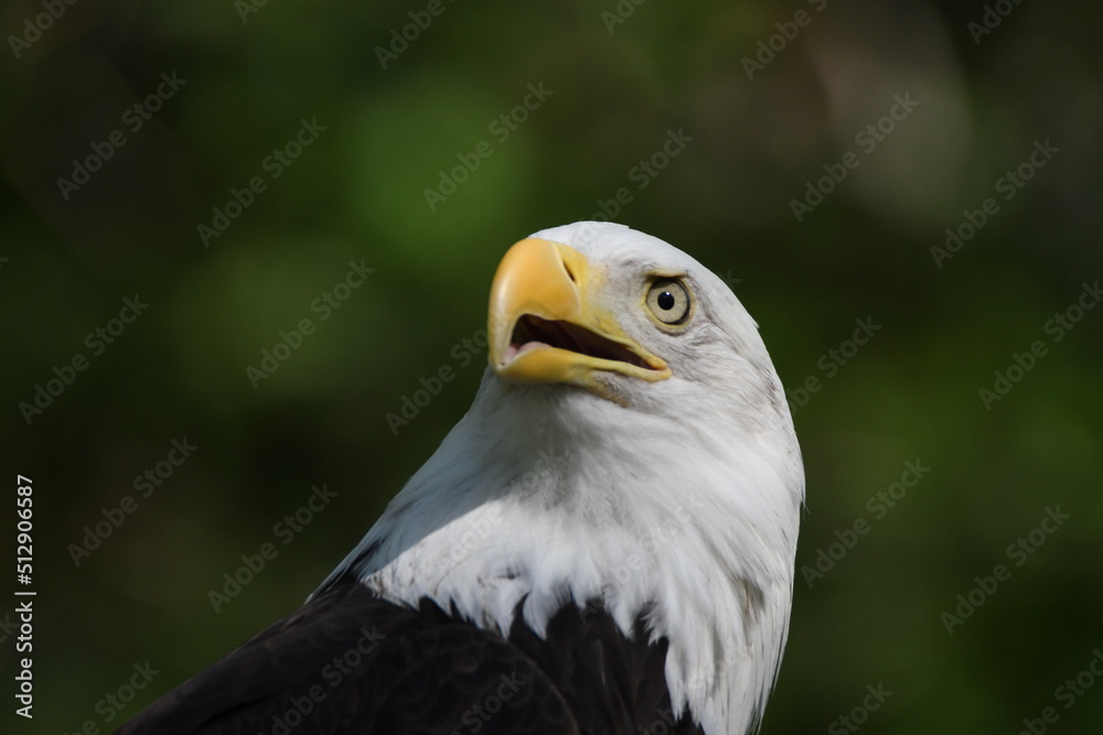 portrait of a eagle portrait of a eagle