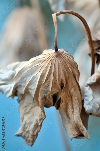 lotus seeds in pond	