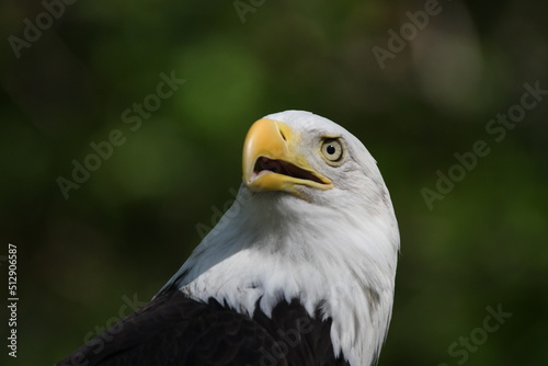 portrait of a eagle