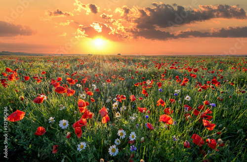 Beautiful summer sunrise over wild flowers meadow © Piotr Krzeslak