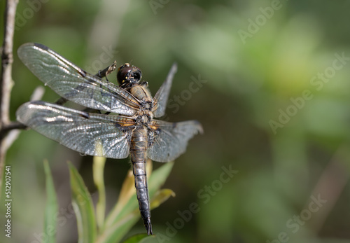 Close-up of a flat-bellied dragonfly (Libellula depressa) sitting on a branch in nature. She is photographed from the side. You can see every detail of her body, right down to her hair.