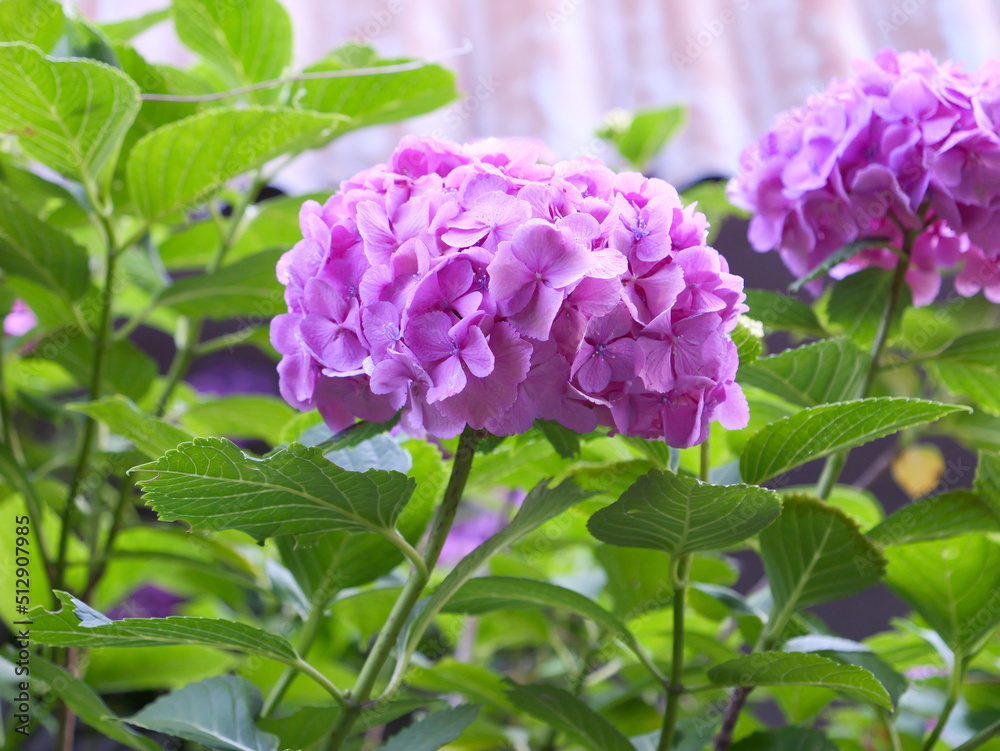 Pink Purple Flowers Pink Purple Flowers