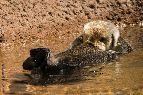 A sea otter sunbathing and relaxing on the surface of a pool on a sunny day at the Point Defiance Zoo and Aquarium in Tacoma, Washington. photo