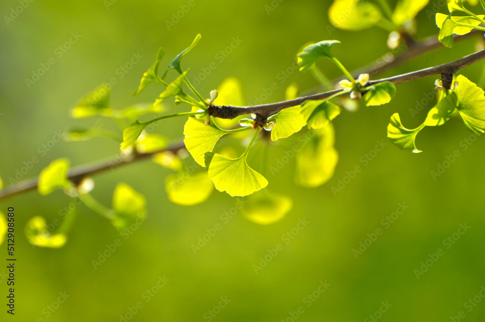 green ginkgo tree in spring green ginkgo tree in spring