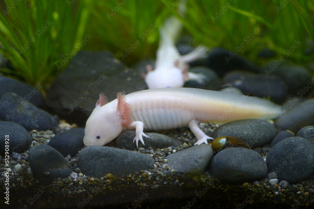 Obraz premium ウーパールーパー メキシコサンショウウオ