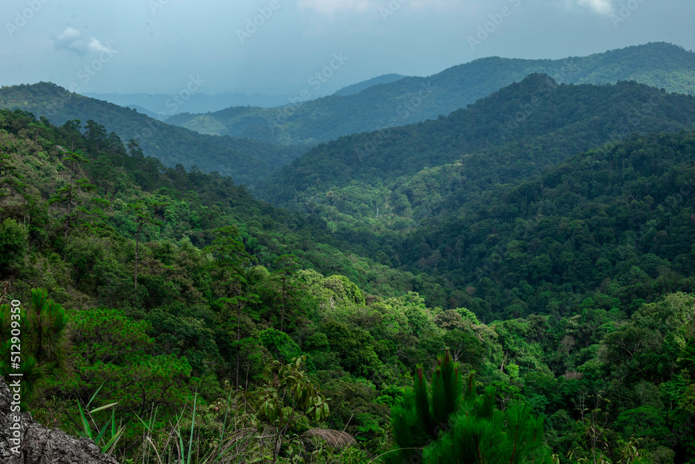 View of forest at the mountains