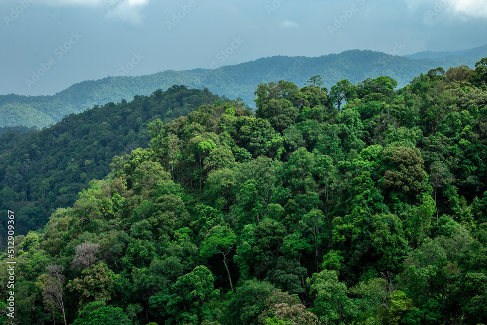 View of forest at the mountains