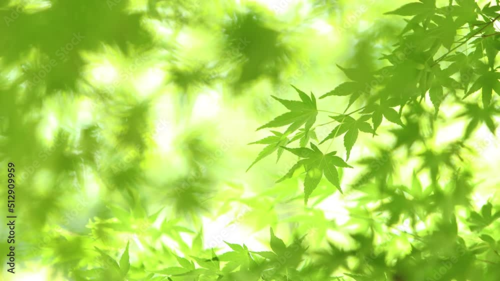 風に揺れるカエデの青葉 風に揺れるカエデの青葉