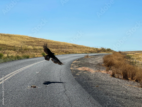 A vulture (buzzard) flying and scavenging on the road in California, United States