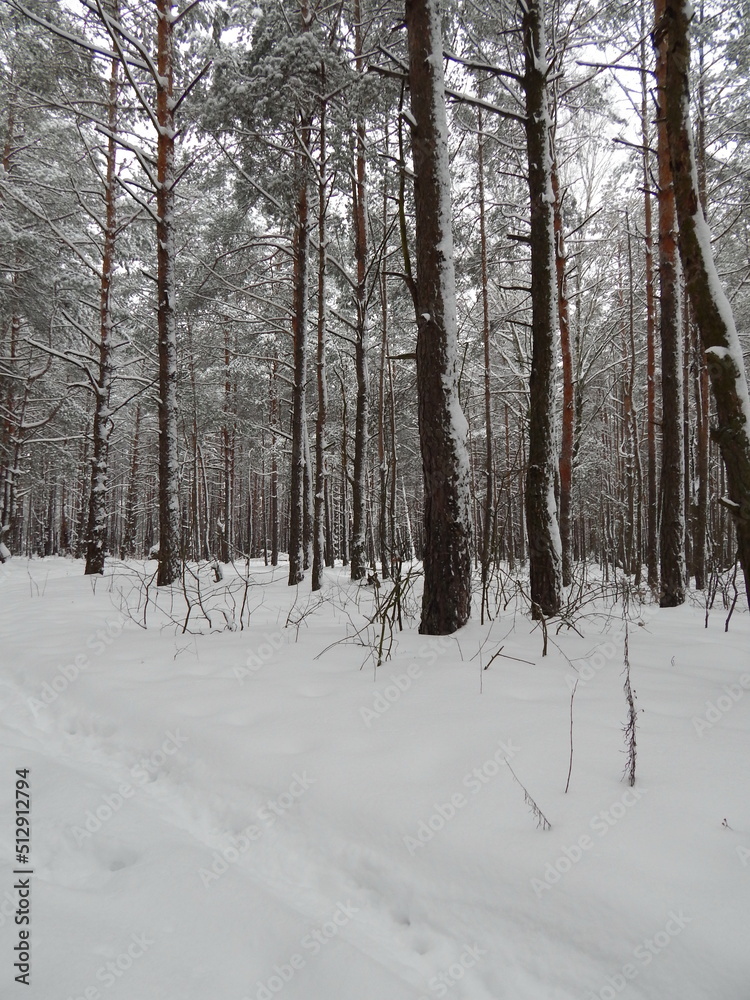 Fototapeta premium the winter forest was covered with snow.
