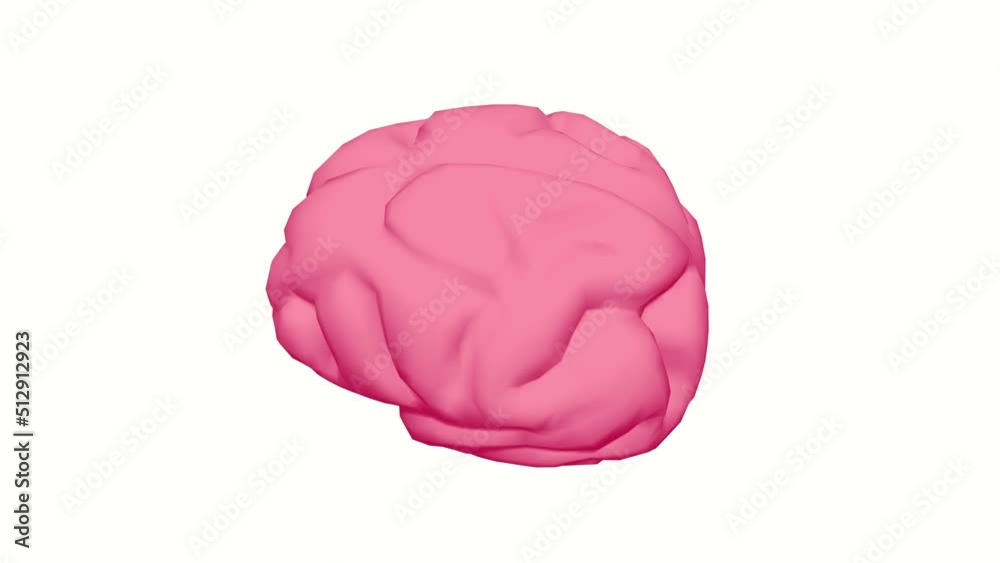 Human brain Anatomical Model. Motion Animation. Video available in 4K FullHD and HD render footage