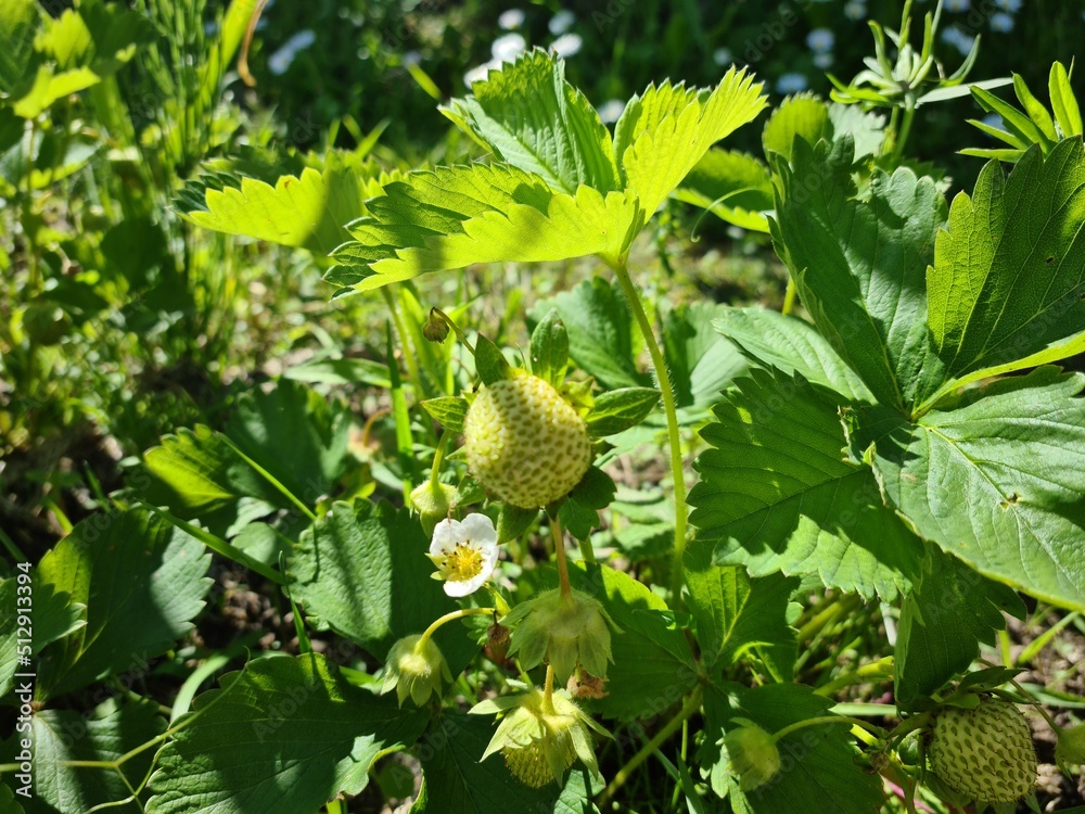 Green strawberries on a flowering bush. Strawberry bush with green berries and large flowers. Green strawberries on a flowering bush. Strawberry bush with green berries and large flowers.