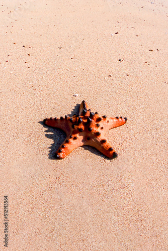 The Philippines, Eastern Samar Province, Starfish on Beach, Protoreaster nodosus, commonly known as the horned sea star or chocolate chip sea star photo