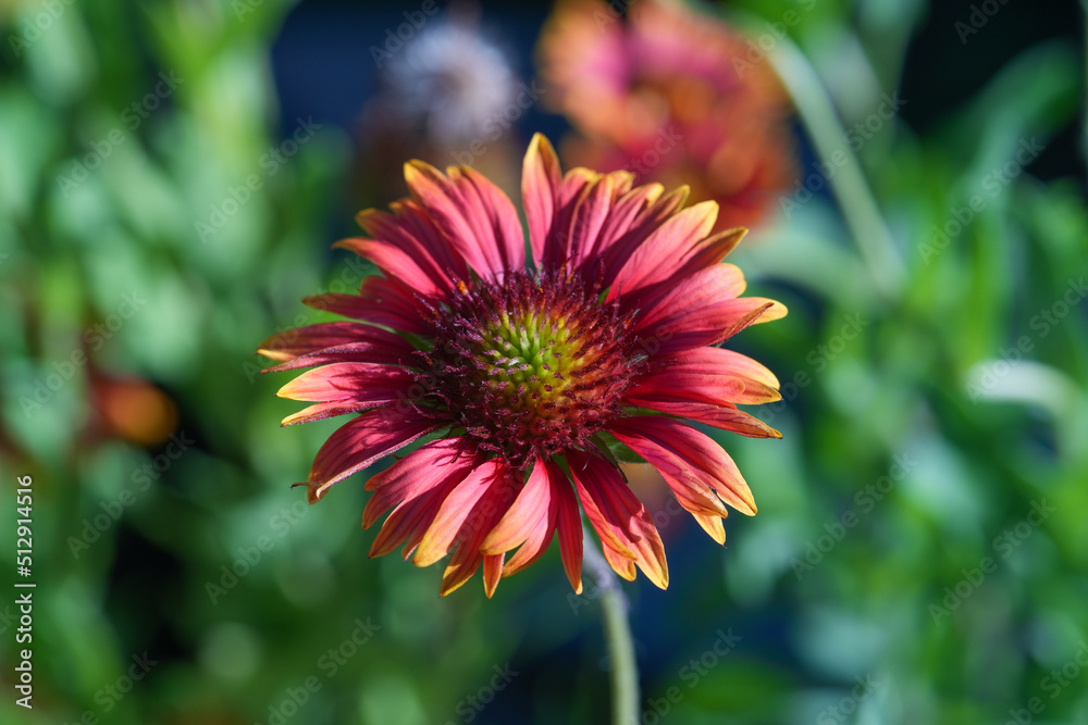 Gaillardia pulchella (firewheel, Indian blanket, Indian blanketflower, or sundance) Gaillardia pulchella (firewheel, Indian blanket, Indian blanketflower, or sundance)