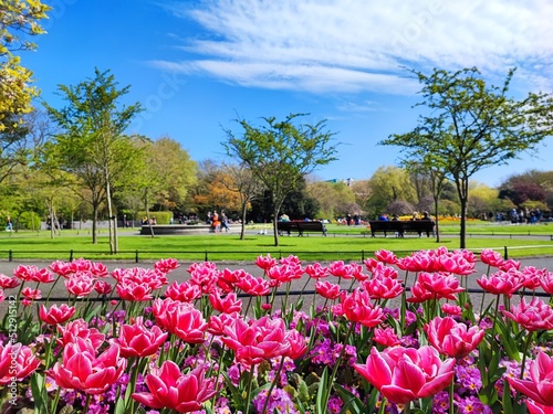 Photography A view of tulips in the park in St Stephen’s Green, Dublin.