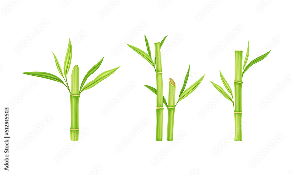 Obraz premium Bamboo sticks with leaves set. Fresh green decor elements vector illustration