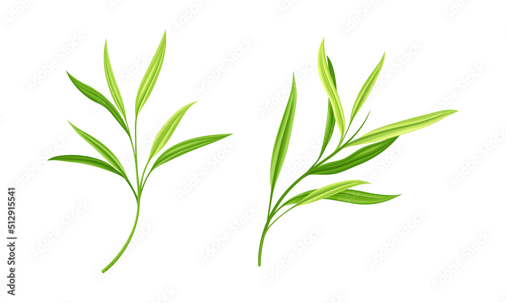 Fototapeta premium Fresh green leaves of bamboo tree set vector illustration