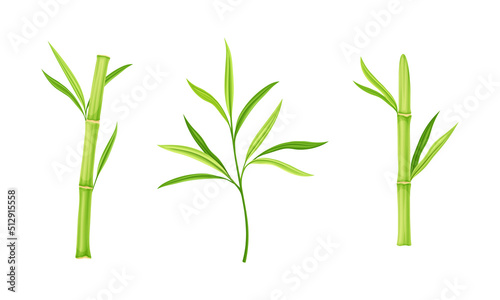 Fototapeta Naklejka Na Ścianę i Meble -  Bamboo sticks and leaves of tree set. Eco fresh green decor elements vector illustration
