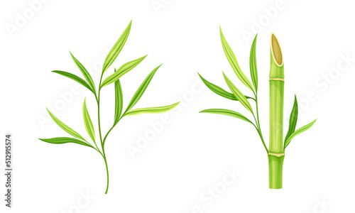 Green stems of bamboo tree set. Eco fresh green decor elements vector illustration