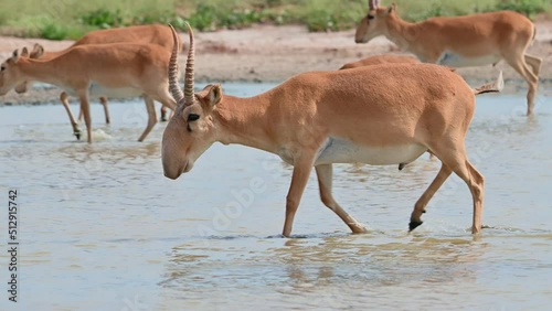 Wild saiga antelope or Saiga tatarica drinks in steppe. 4K