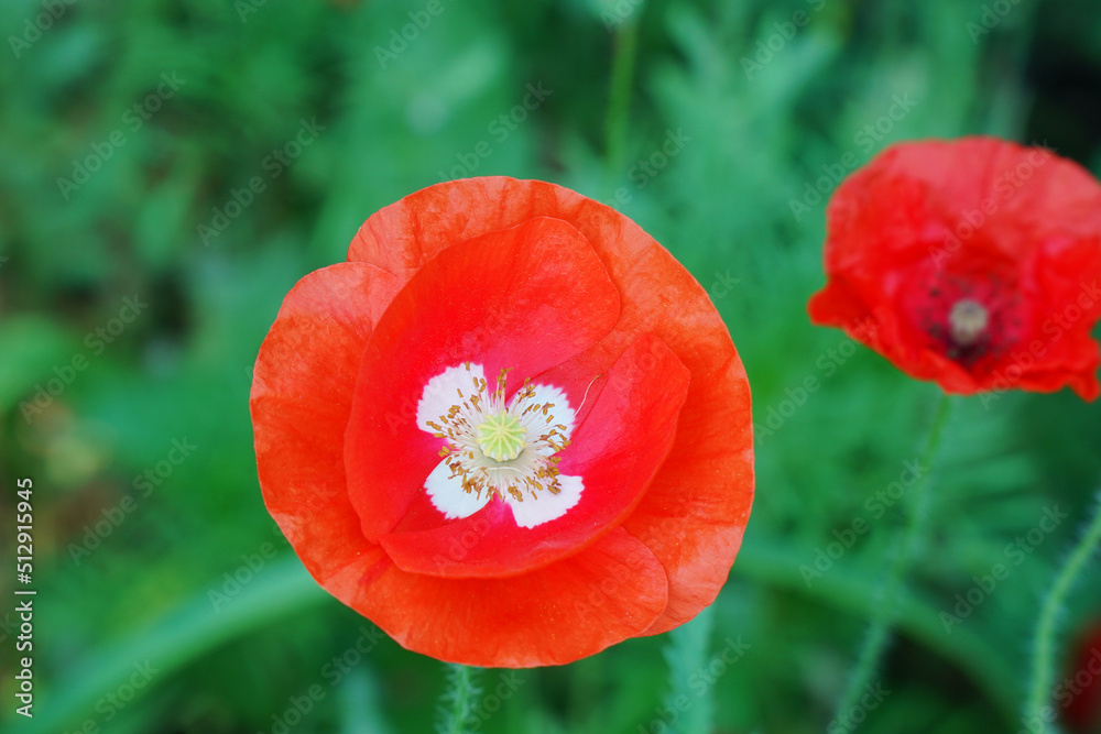 Red poppy flower on the garden bed. Top view Red poppy flower on the garden bed. Top view