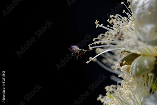 close-up of stingless trigona bee on flowers