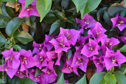 Foto Bouquet of small purple flowers of bougainvillea