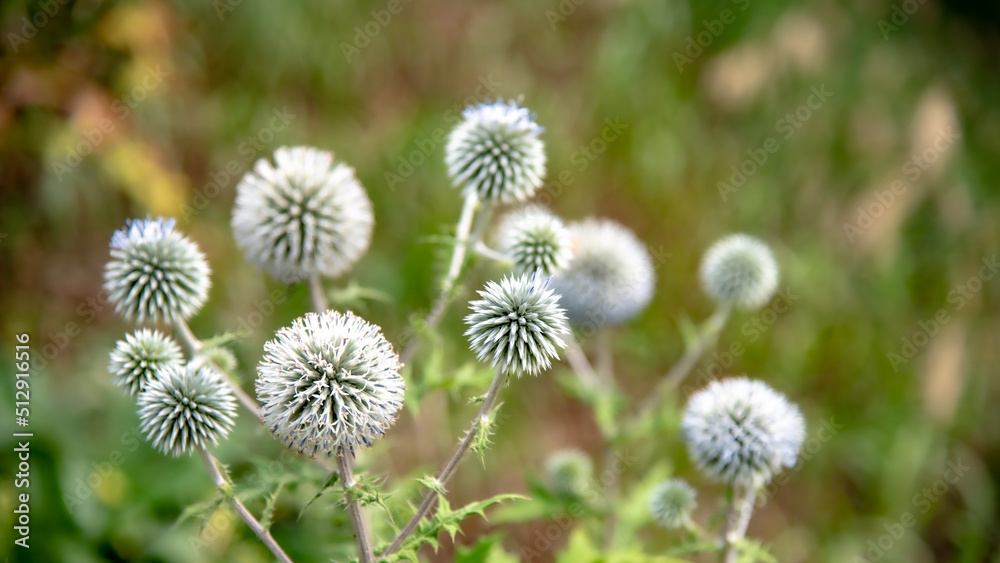 Distel Distel