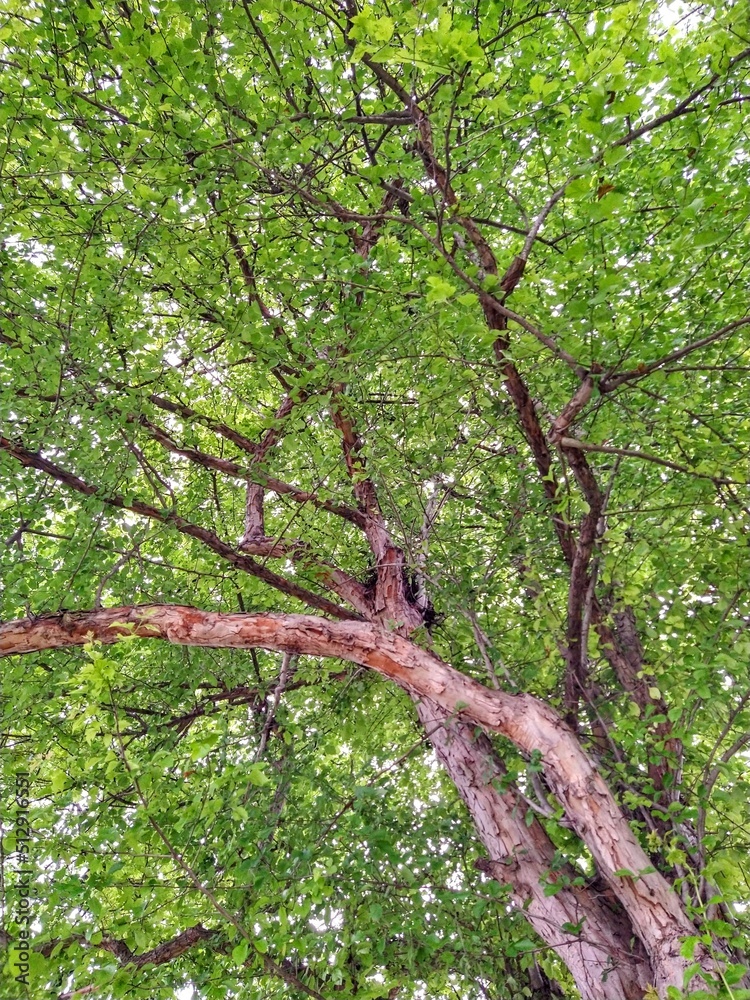 Fototapeta premium June Lush Tree Leaves and Bark