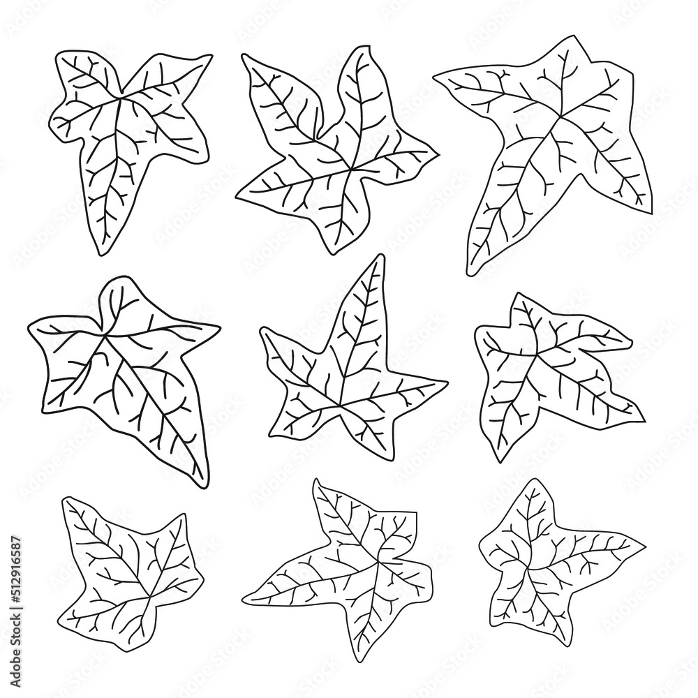 Ivy leaf outline set. Collection of ivy leaves in different shapes and lines. Design elements for contour decoration