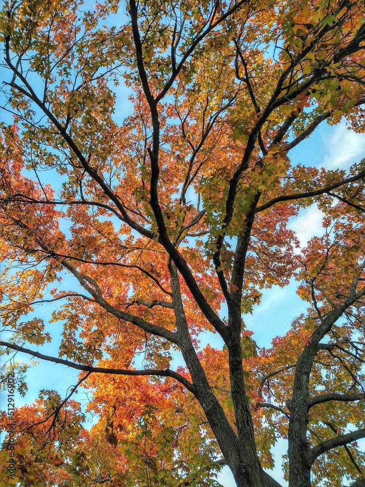 Twining Autumn Branches and Orange Leaves Against Cloudy Blue Sky Twining Autumn Branches and Orange Leaves Against Cloudy Blue Sky