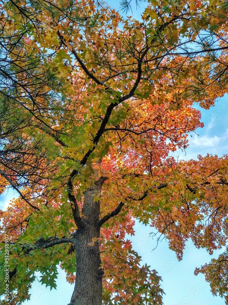 Multicolored Autumn Tree Leaves and Cloudy Blue Sky Multicolored Autumn Tree Leaves and Cloudy Blue Sky