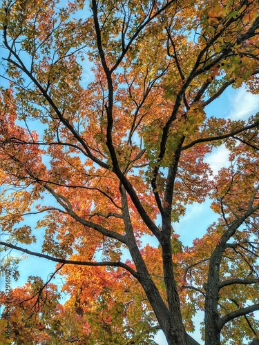 Twining Autumn Branches and Orange Leaves Against Cloudy Blue Sky