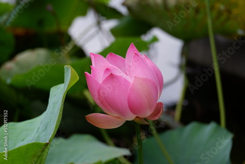 A beautiful pink lotus flower or bunga teratai (Nelumbo Nucifera) blooms in a city park on a blurred background photo