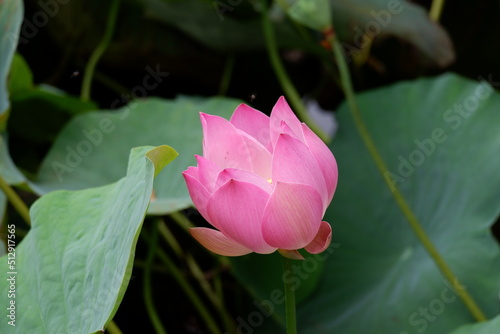 A beautiful pink lotus flower or bunga teratai (Nelumbo Nucifera) blooms in a city park on a blurred background photo