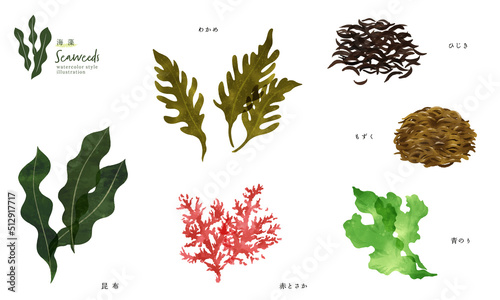いろいろな海藻の手描きイラスト