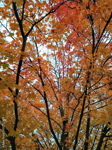 orange autumn leaves and tree branches