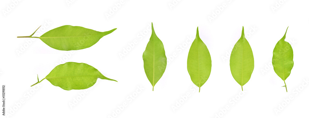 Collection the back of the leaves isolated on a white background