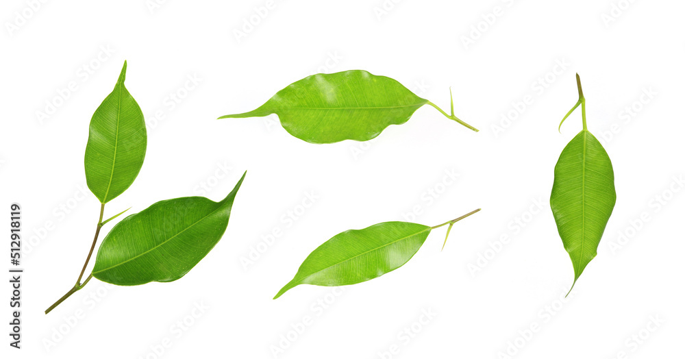 Collection green leaves front isolated on a white background