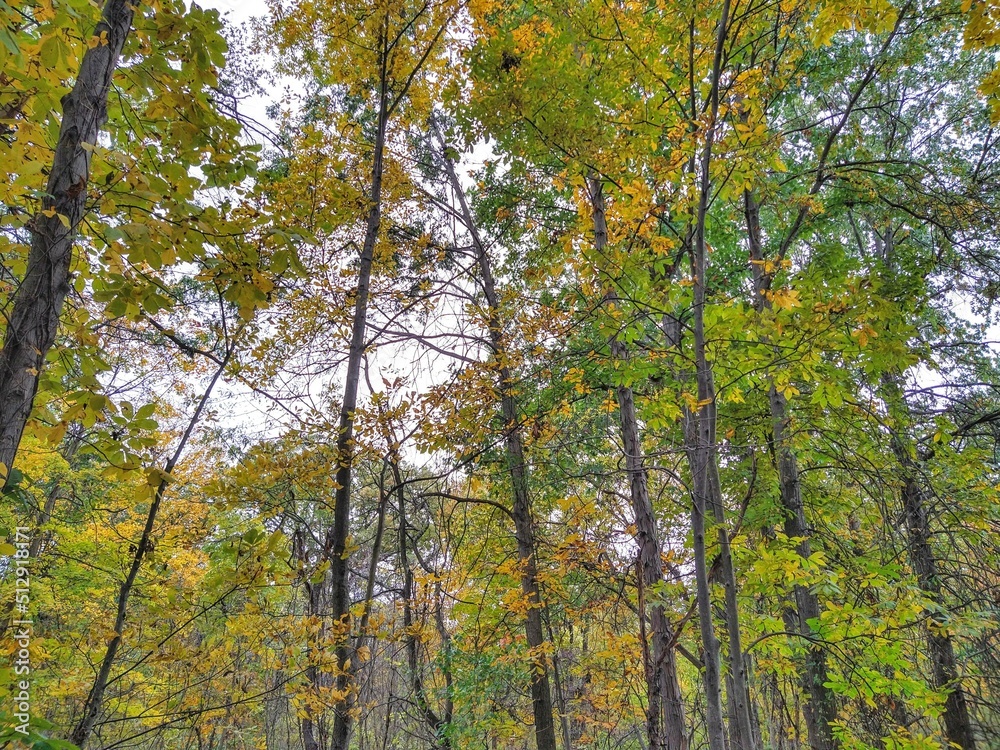 golden and green autumn forest foliage