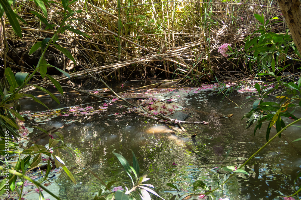 Slow flowing Jalaboun stream in the Golan Heights, northern Israel Slow flowing Jalaboun stream in the Golan Heights, northern Israel