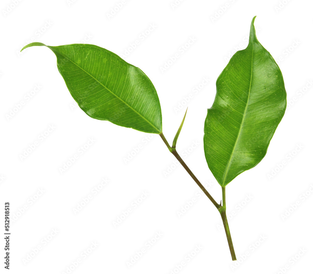 Fototapeta premium green leaf on a white