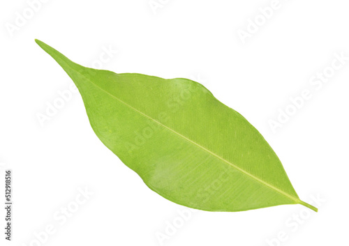 green leaf on a white