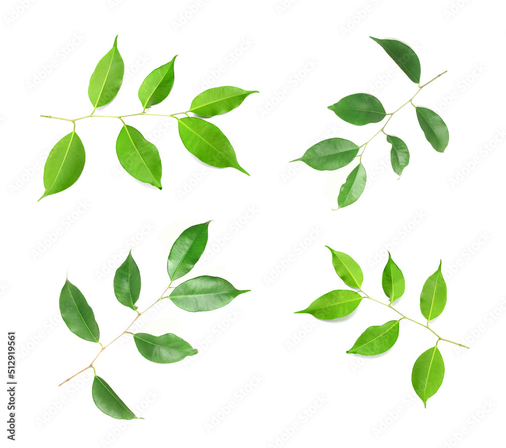 collection fresh green leaves branches on white background