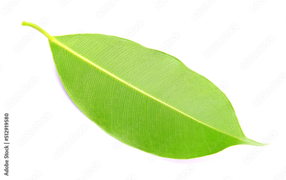 Obraz premium green leaf on a white
