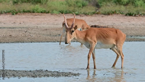 Wild saiga antelope or Saiga tatarica drinks in steppe. 4K