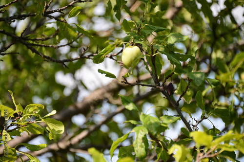 Closeup of delicious ripe plums on tree branch in garden