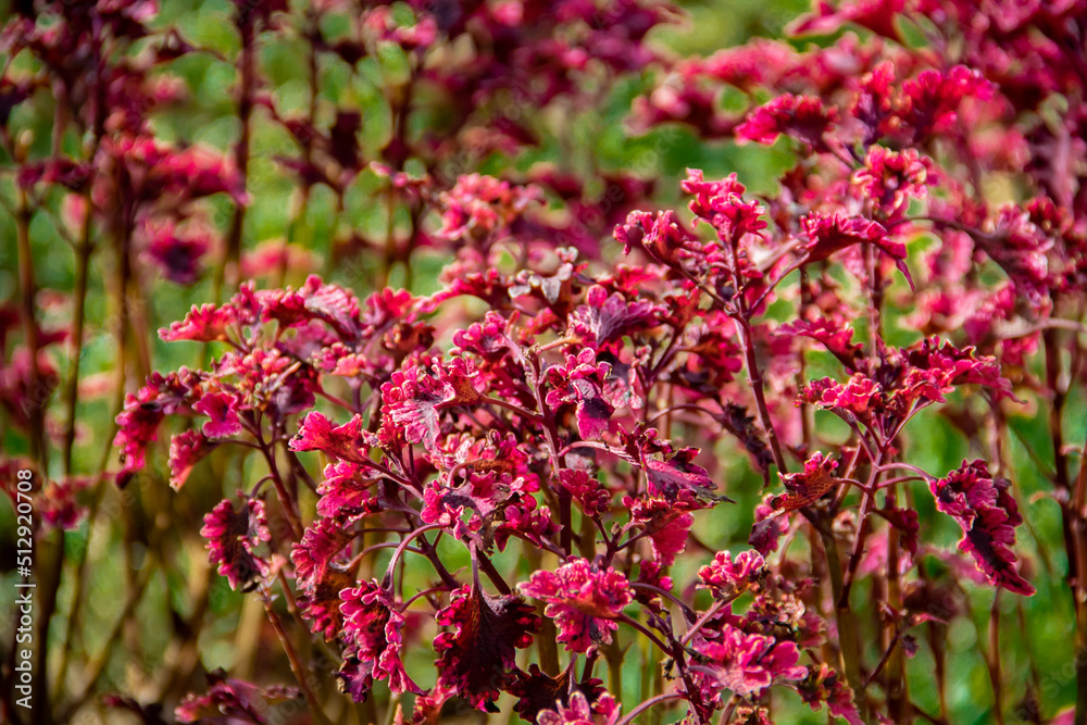 The background of the coleus plant in the garden The background of the coleus plant in the garden